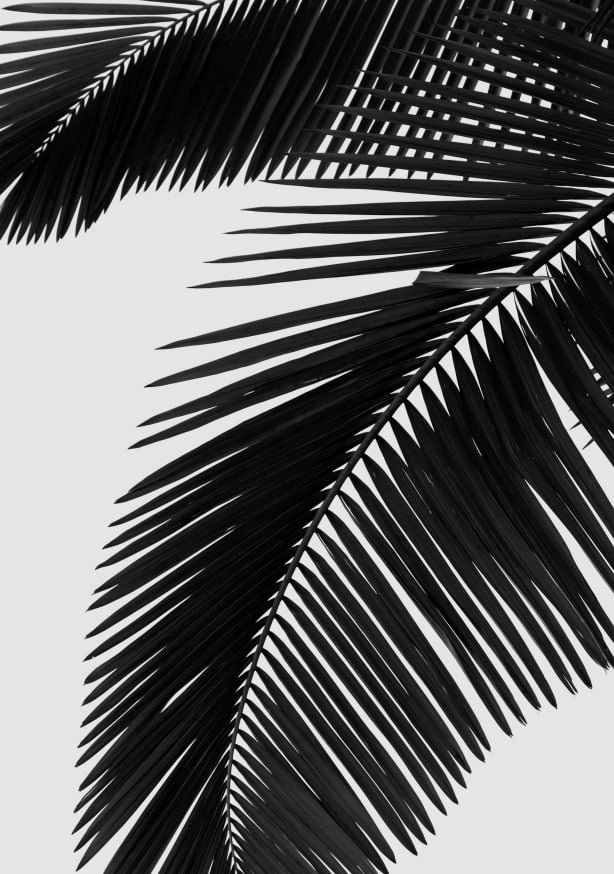 Quadro Palm Trees