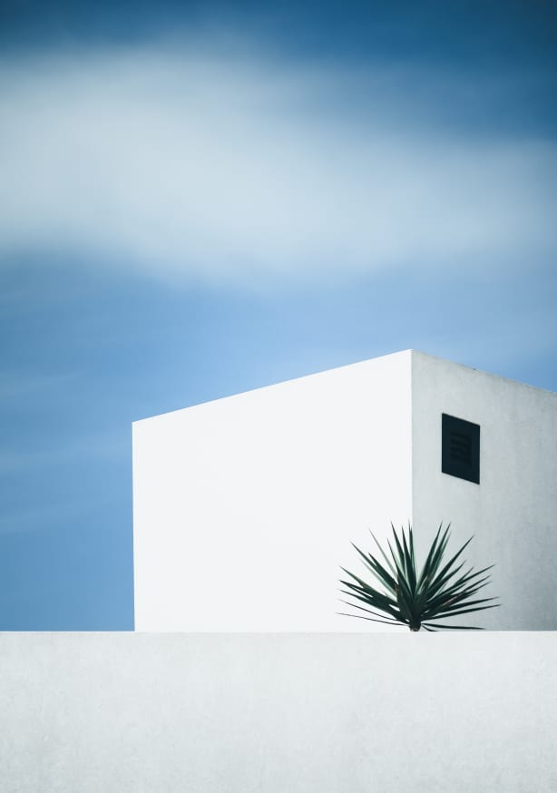 Quadro Palm Tree by Renate Wasinger