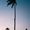 Quadro Palm Tree At Sunset - Obrah | Quadros e Posters para Transformar a Parede