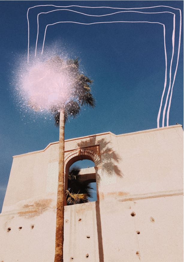 Quadro Palm Tree in Morocco - Obrah | Quadros e Posters para Transformar a Parede