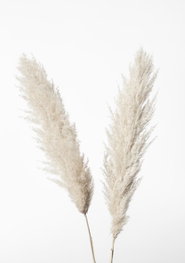 Quadro Pampas White III By 1x Studio