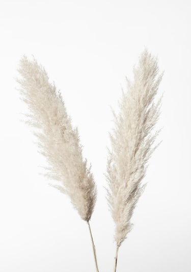 Quadro Pampas White III By 1x Studio - Obrah | Quadros e Posters para Transformar a Parede