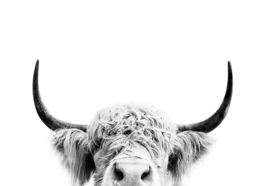 Quadro Peeking Cow - Obrah | Quadros e Posters para Transformar a Parede