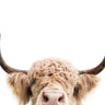 Quadro Peeking Cow 2 - Obrah | Quadros e Posters para Transformar a Parede