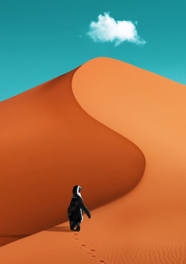 Quadro Penguin on Vacation - Obrah | Quadros e Posters para Transformar a Parede