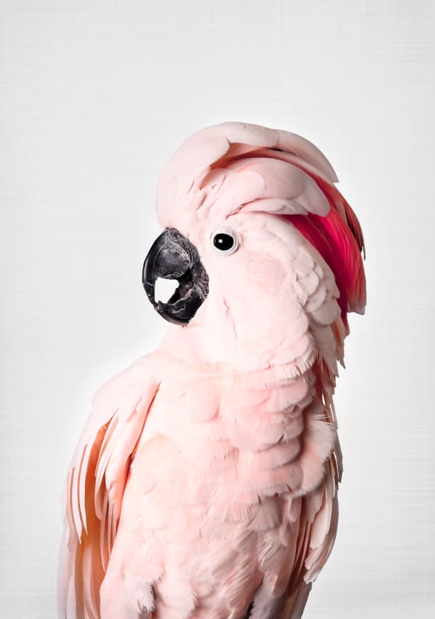 Quadro Pink Cockatoo - Obrah | Quadros e Posters para Transformar a Parede