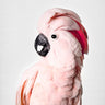 Quadro Pink Cockatoo - Obrah | Quadros e Posters para Transformar a Parede