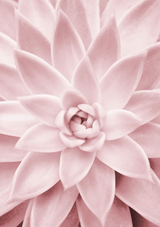 Quadro Pink Succulent