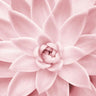 Quadro Pink Succulent - Obrah | Quadros e Posters para Transformar a Parede