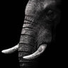 Quadro Portrait by Wildphotoart - Obrah | Quadros e Posters para Transformar a Parede