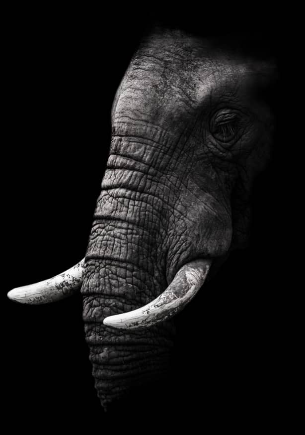 Quadro Portrait by Wildphotoart