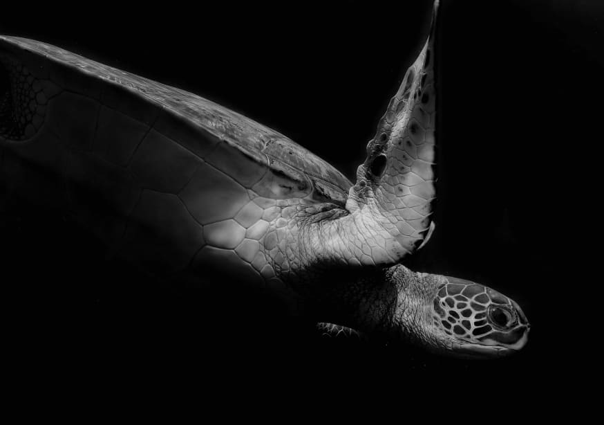 Quadro Portrait of a Sea Turtle in Black and White (ii) by Robin Wechsler - Obrah | Quadros e Posters para Transformar a Parede