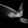 Quadro Portrait of a Sea Turtle in Black and White (ii) by Robin Wechsler - Obrah | Quadros e Posters para Transformar a Parede