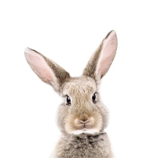 Quadro Rabbit - Obrah | Quadros e Posters para Transformar a Parede