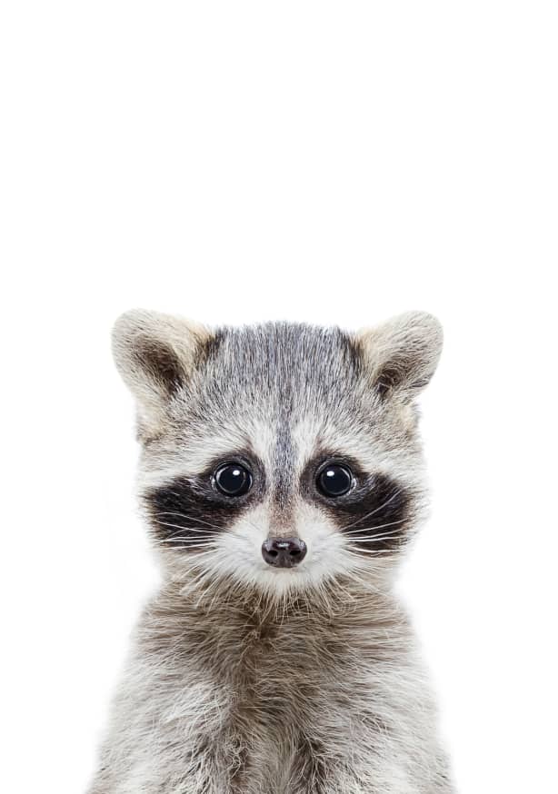 Quadro Raccoon