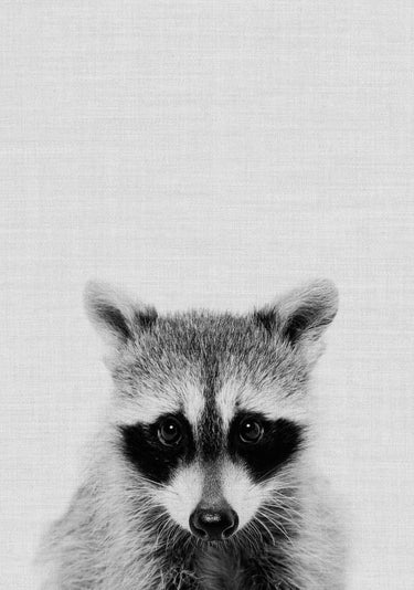 Quadro Raccoon 2 - Obrah | Quadros e Posters para Transformar a Parede