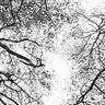 Quadro Reaching Into the Sky - Obrah | Quadros e Posters para Transformar a Parede