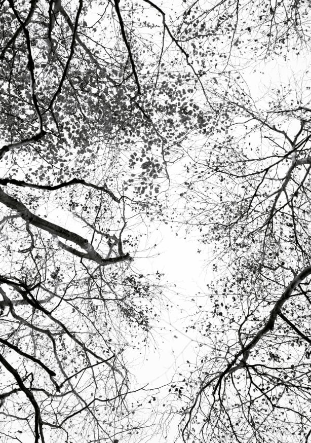 Quadro Reaching Into the Sky - Obrah | Quadros e Posters para Transformar a Parede