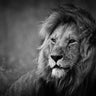 Quadro Regal by Mohammed Alnaser - Obrah | Quadros e Posters para Transformar a Parede