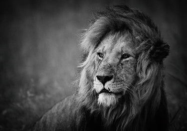Quadro Regal by Mohammed Alnaser - Obrah | Quadros e Posters para Transformar a Parede