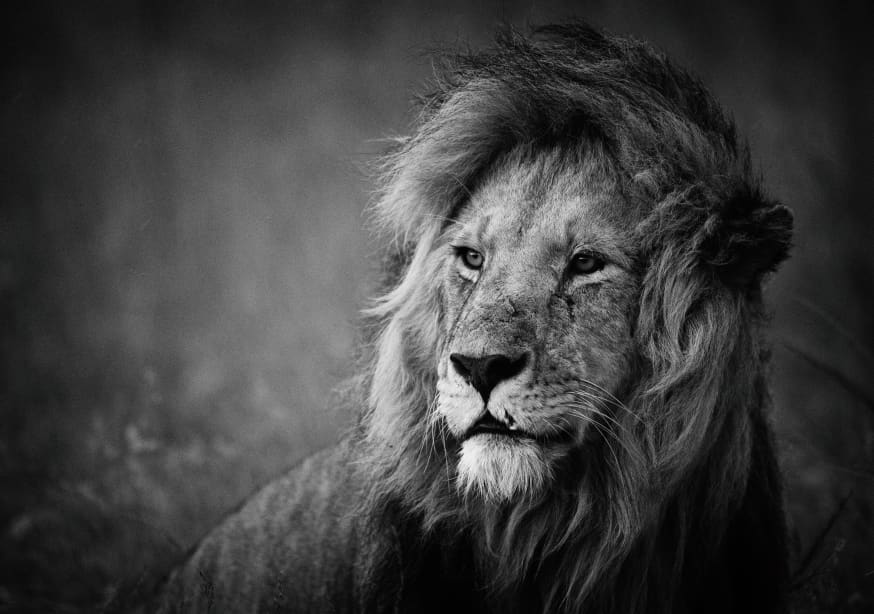 Quadro Regal by Mohammed Alnaser