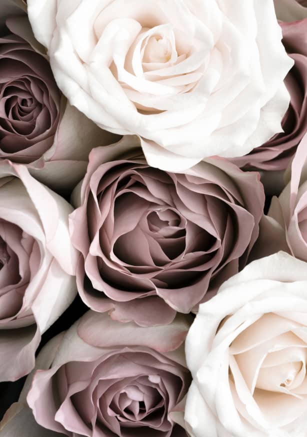 Quadro Roses By 1x Studio III - Obrah | Quadros e Posters para Transformar a Parede