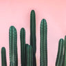Quadro Saguaro - Obrah | Quadros e Posters para Transformar a Parede