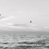 Quadro Seagulls Flying - Obrah | Quadros e Posters para Transformar a Parede
