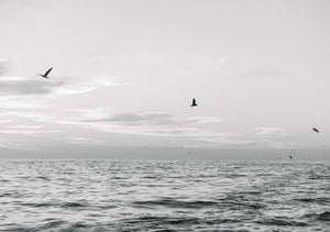 Seagulls Flying