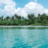 Quadro Sea and Trees - Obrah | Quadros e Posters para Transformar a Parede