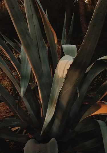 Quadro Aloe Vera in Croatia