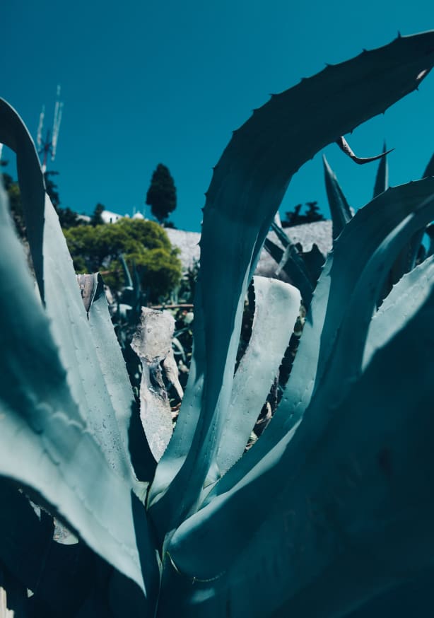 Quadro ALOE VERA LEAF
