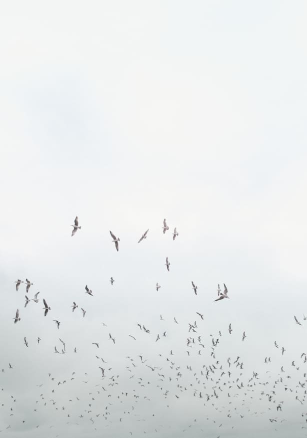 Quadro Birds in Porto