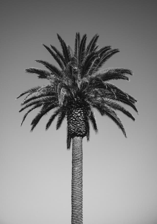 Quadro Black and White Palm Tree (1)