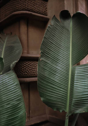 Quadro Botanical Leaves in Barcelona