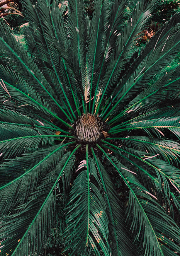 Quadro Botanical Palm Leaves