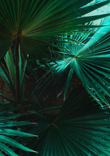 Quadro Botanical Plant Texture 01