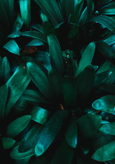 Quadro Botanical Plant Texture 04