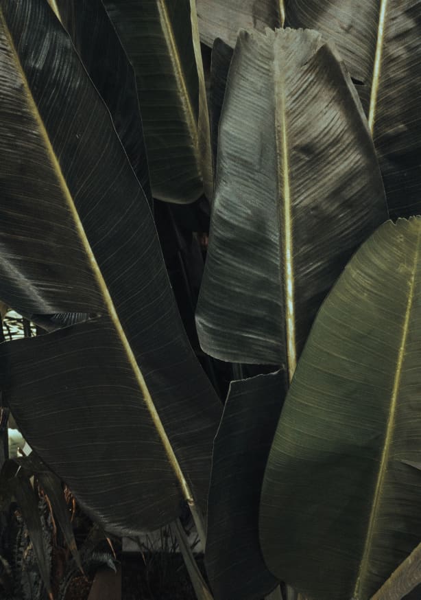 Quadro Botanical Tropical Plant Textures