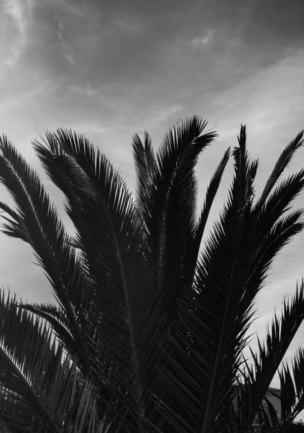 Quadro BW Palm Leafs