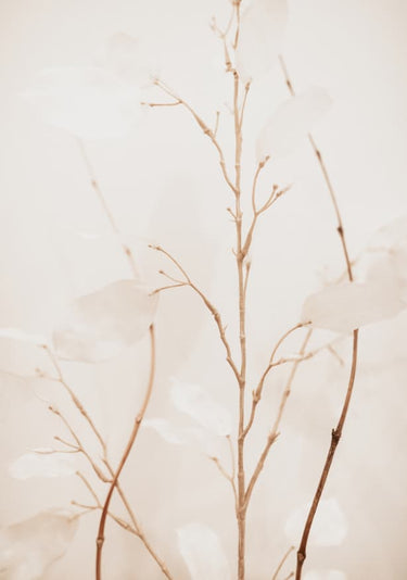 Quadro Flowers II