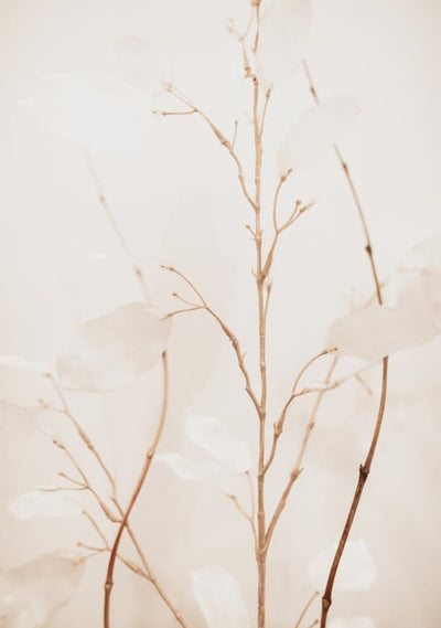 Imagem padrão da coleção Minimalismo