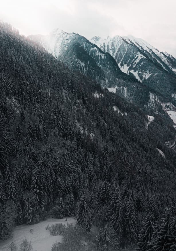 Quadro Forest in the Alps