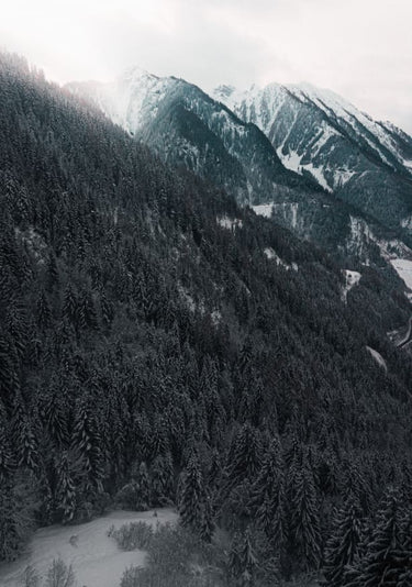 Quadro Forest in the Alps