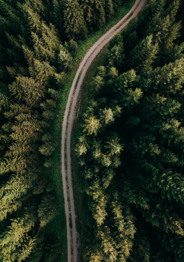 Quadro Forest Path