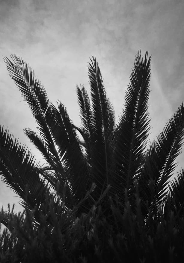Quadro Palm Beach