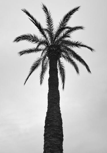 Quadro Palm in Barcelona