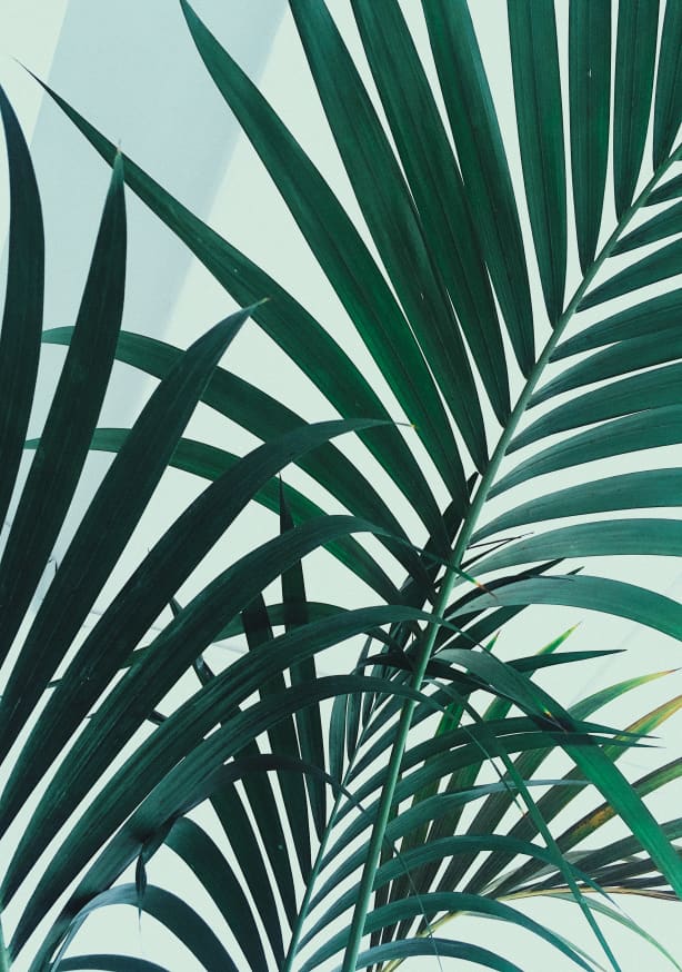 Quadro Palm Leaves