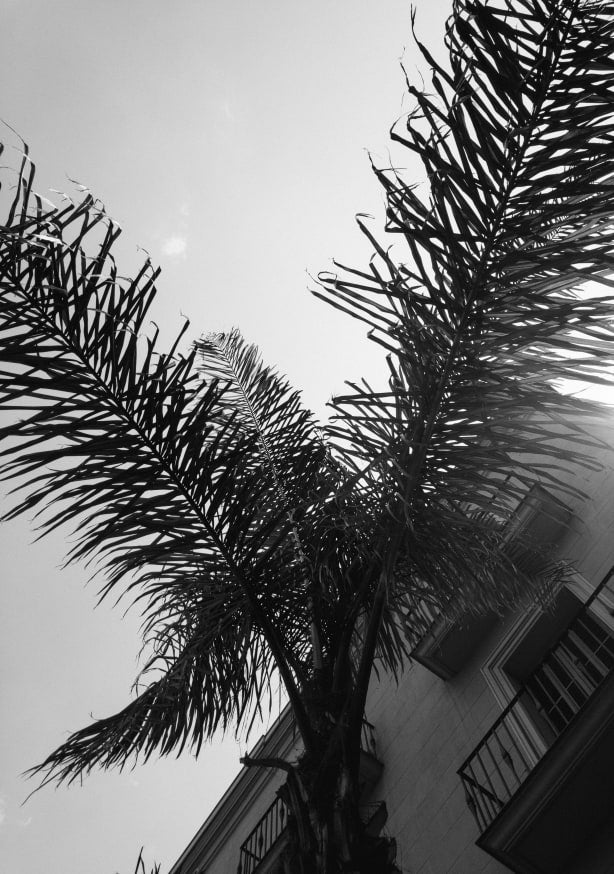 Quadro Palms Barcelona Streets