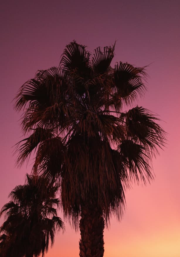 Quadro Palms at Sundown